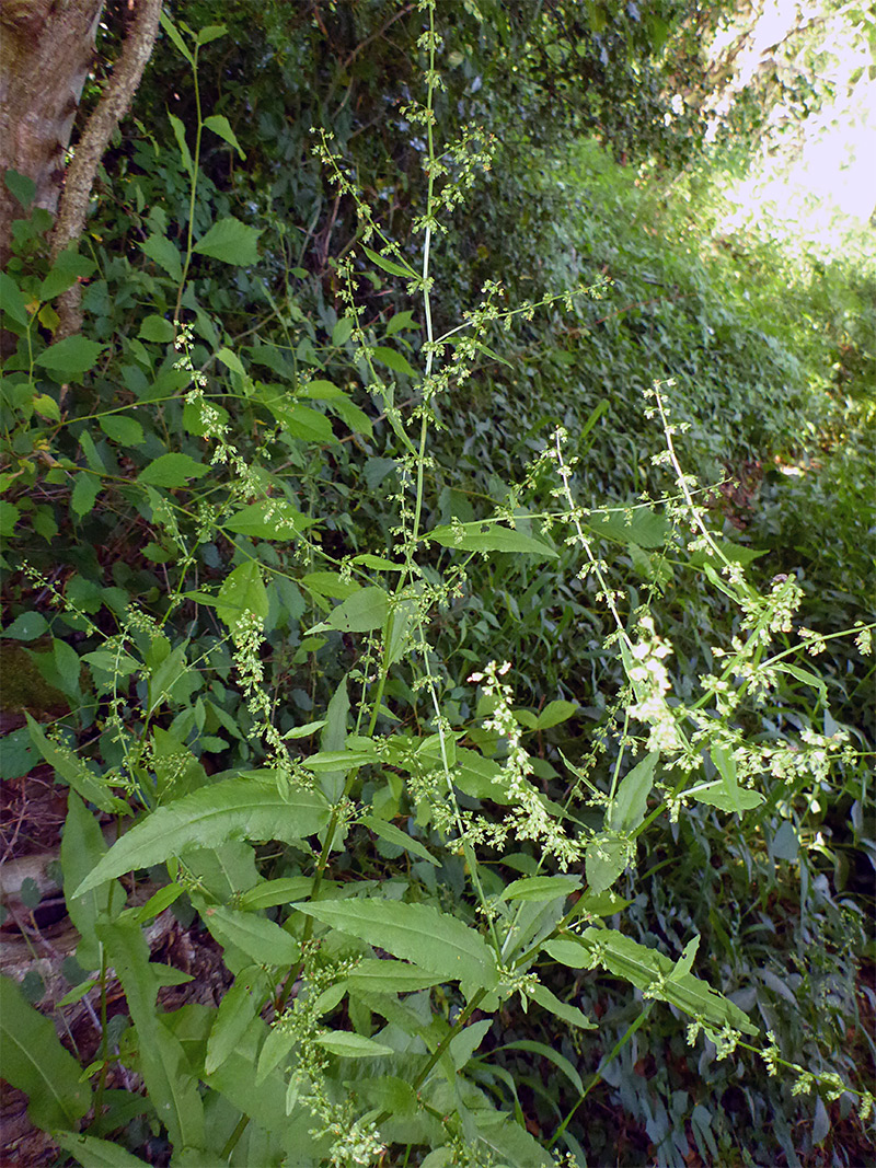 Slender stem branches