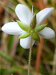 Hairy sepals