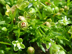 Sagina procumbens