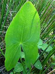 Prominently-veined leaf
