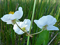 Flowers and pedicels