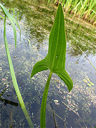 Lower leaf surface