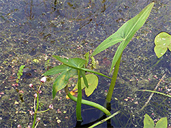 Upper leaf surface