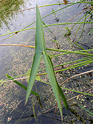 Arrow-shaped leaf