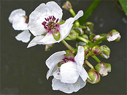 Flower cluster