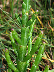 Purple-tipped branches