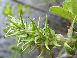 Salix cinerea