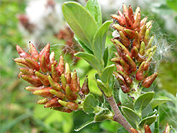 Creeping willow