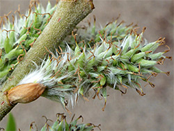 Salix viminalis