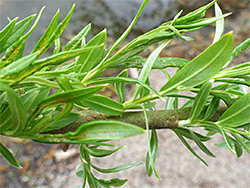 Clustered leaves