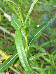 Hairless leaves