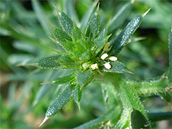 Salsola kali