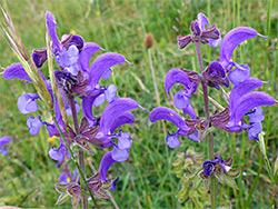 Salvia pratensis