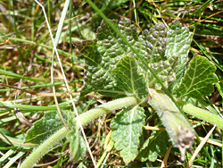 Leaves and hairy stem