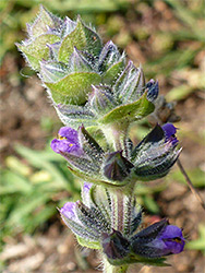 Bracts and flowers