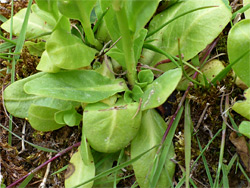 Basal leaves