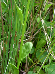 Alternate stem leaves