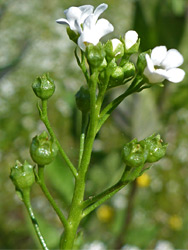 Flowers and fruit