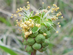 Long stamens