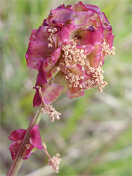 Reddish inflorescence