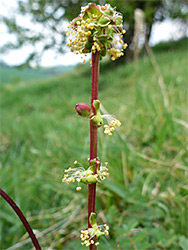 Salad burnet