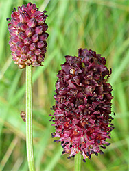 Greater burnet