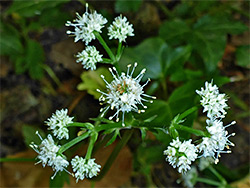 White flower clusters