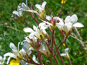 Meadow saxifrage