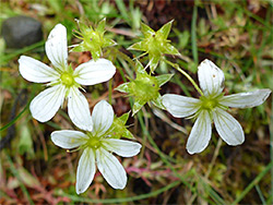 Flower cluster