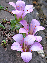 Pale-coloured flowers