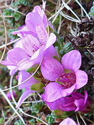 Group of flowers