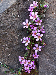 Plants in a crevice