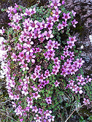 Numerous flowers