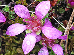 Pink flower