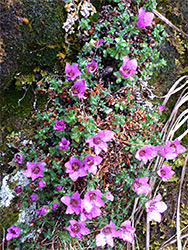 Leaves and flowers