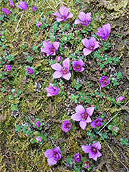 Flowers and moss