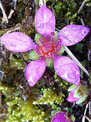 Flower and bud