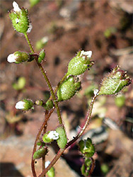 Rue-leaved saxifrage