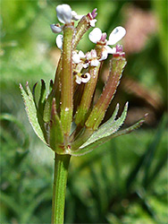 Inflorescence