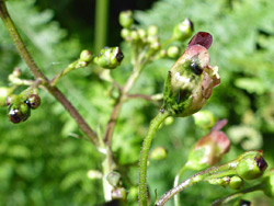 Glandular flowers