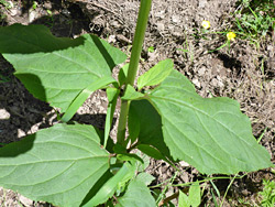 Basal leaves