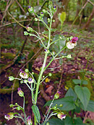 Flowers and leaves