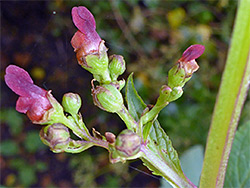 Scrophularia nodosa