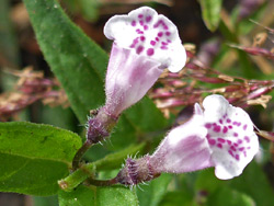 Pinkish-white flowers