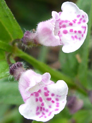 Pink-speckled corolla
