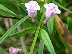 Lesser skullcap