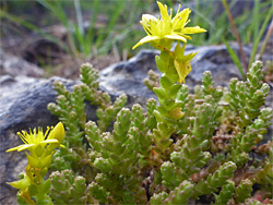 Biting stonecrop