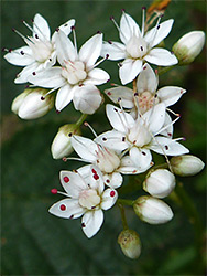 Group of flowers