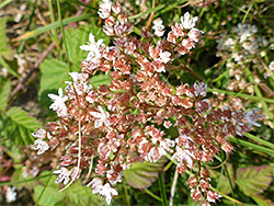 Withering inflorescence