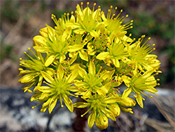 Compact flower cluster